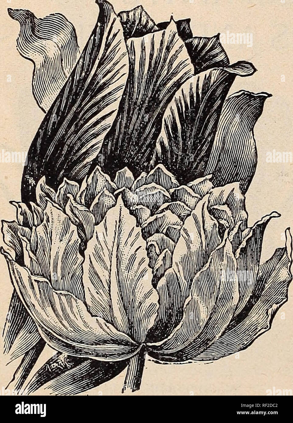 . Catalogue de bulbes et plantes d'hiver. Plantes, graines de fleurs ornementales ; Catalogues Catalogues ; bulbes (plantes) ; Catalogues Catalogues commerciaux Ohio Urbana. de rouge. Offre spéciale pour 30 cents J'envoie par la poste à l'adresse de l'ensemble complet de 15 Tulipes unique nommé splendide, comme décrit ci-dessus. Tulipes DOUBLE CHOIX.e. Tulipes doubles ont des Howers de brillants et de couleurs variées, de nuances et de marquages. Ils sont très bien adaptés pour des lits sur la pelouse, dans le jardin, et pour se mêler dans des massifs d'une demi-douzaine ou plus autour des bords des shrubberv. Ils sont exceeduigly opposable. Les premières sortes n'sple Banque D'Images