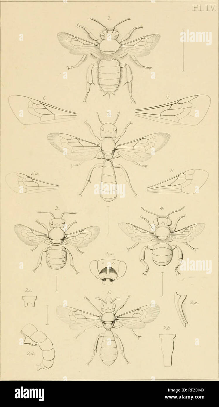 . Catalogue des Hyménoptères britanniques au British Museum. Partie 1, Andrenidae et Apidae. Les abeilles ; Hymenoptera -- Grande-Bretagne. HYMEIsrOPTEPJ^.. Veuillez noter que ces images sont extraites de la page numérisée des images qui peuvent avoir été retouchées numériquement pour plus de lisibilité - coloration et l'aspect de ces illustrations ne peut pas parfaitement ressembler à l'œuvre originale.. British Museum (Natural History). Département de zoologie ; Smith, Frederick, 1806 ?-1879. Londres imprimés par ordre de l'Administration Banque D'Images