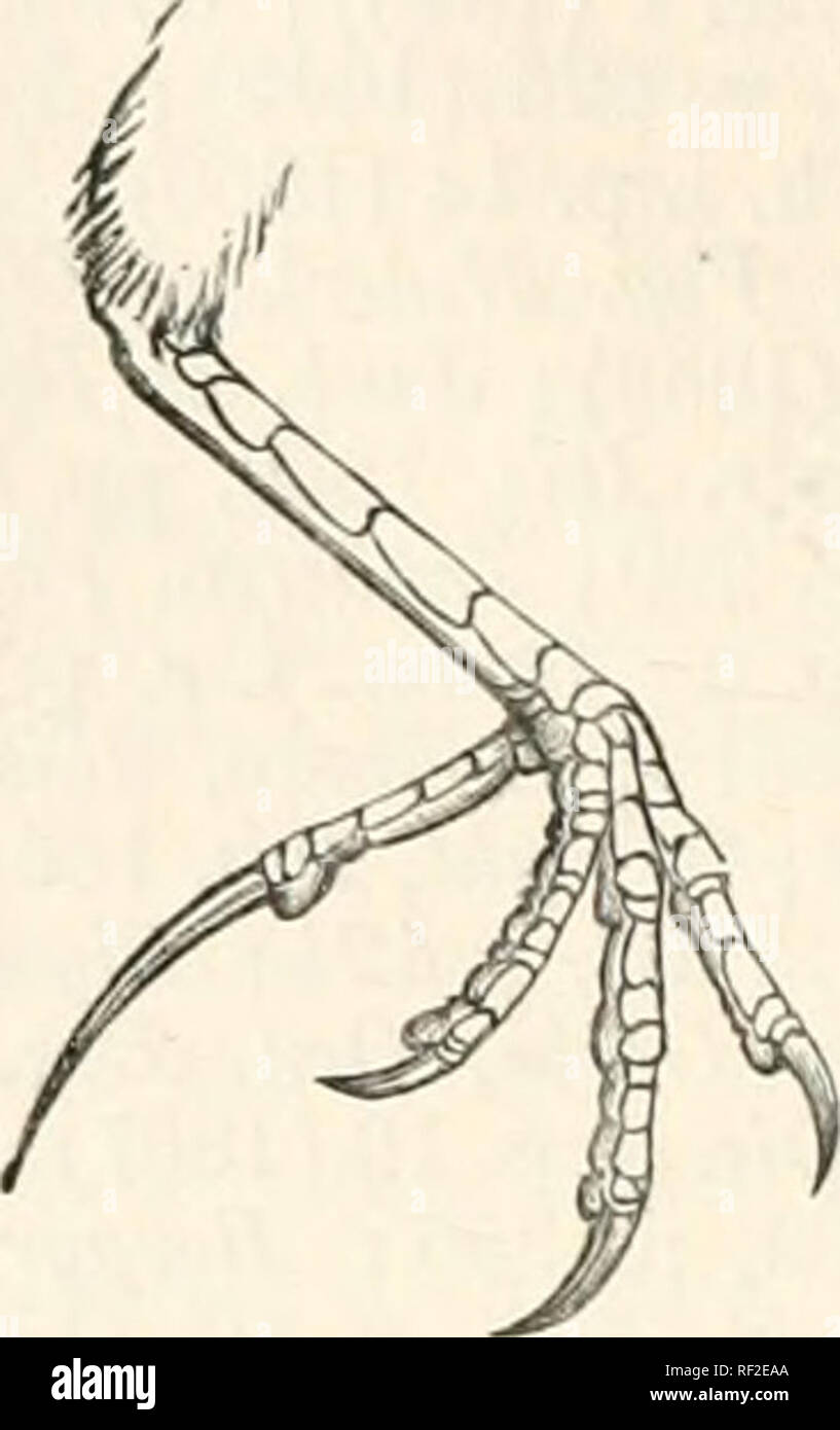 . Catalogue des oiseaux dans le British Museum. 582 MOTACILITDJE. elle-même. Tarse égale à hiud griffe d'orteil et combinés. L'égalité des primaires, 1, 2, 3, 4. Emarjjinatcd primaires, 2, 3, 4 Jlfth ; plus court que primaires secondaires, qui sont pratiquement égales aux primaires. Pieds, dans la peau, n'atteignent pas au-delà de la moitié de la queue.. Pied de Anihis pratensis. Mâle adulte en plumage d'élevage. Au-dessus de couleur générale brun olive-, toutes les plumes largement centré en noir, certaines des plumes du manteau bordé de brun ; whity le bas du dos et le croupion brun-olive plus uniforme, avec des centres à l'obscur plumes noirâtres ; Banque D'Images