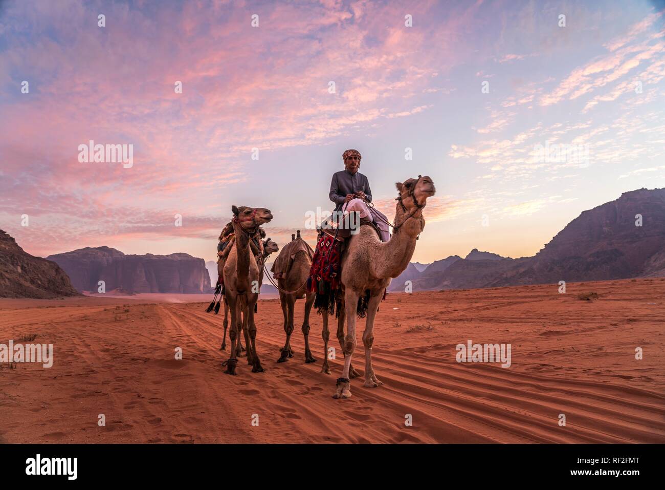 Avec des chameaux bédouin dans le désert du Wadi Rum, Jordanie Banque D'Images