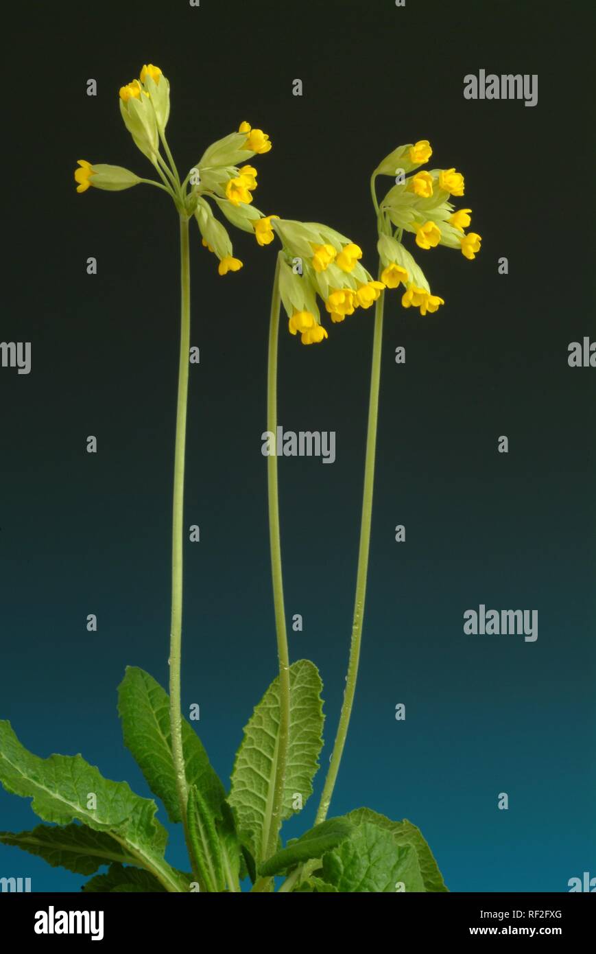 Coucou bleu (Primula officinalis Primula veris ou), plante médicinale Banque D'Images