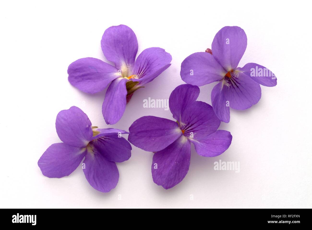 Violette odorante ou anglais (Violette Viola odorata), plante médicinale  Photo Stock - Alamy