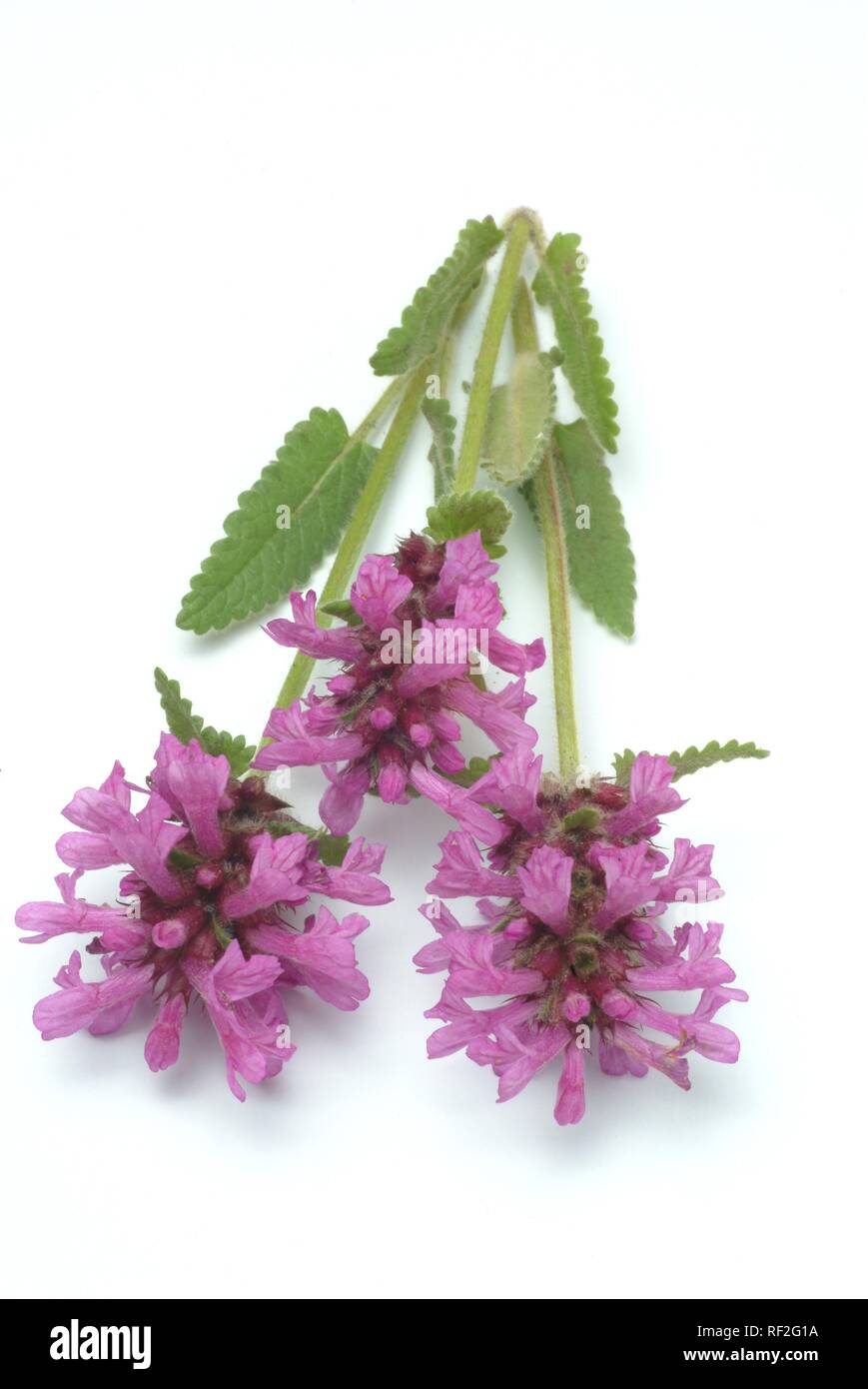 Purple Betony, Bétoine ou l'évêque du millepertuis (Stachys officinalis), plante médicinale Banque D'Images