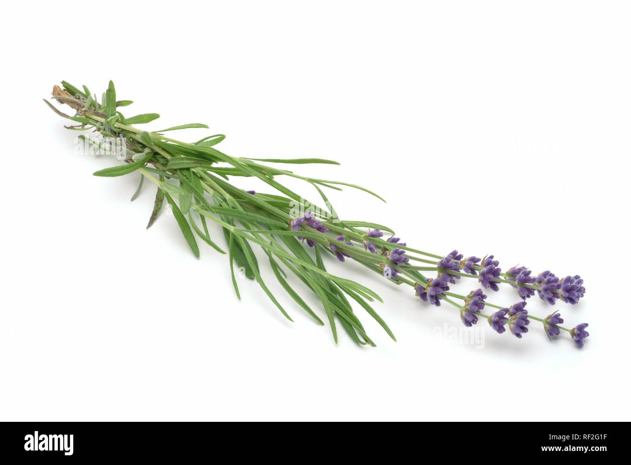 Ou l'anglais commun lavande (Lavandula angustifolia Lavendula officinalis), plante médicinale Banque D'Images