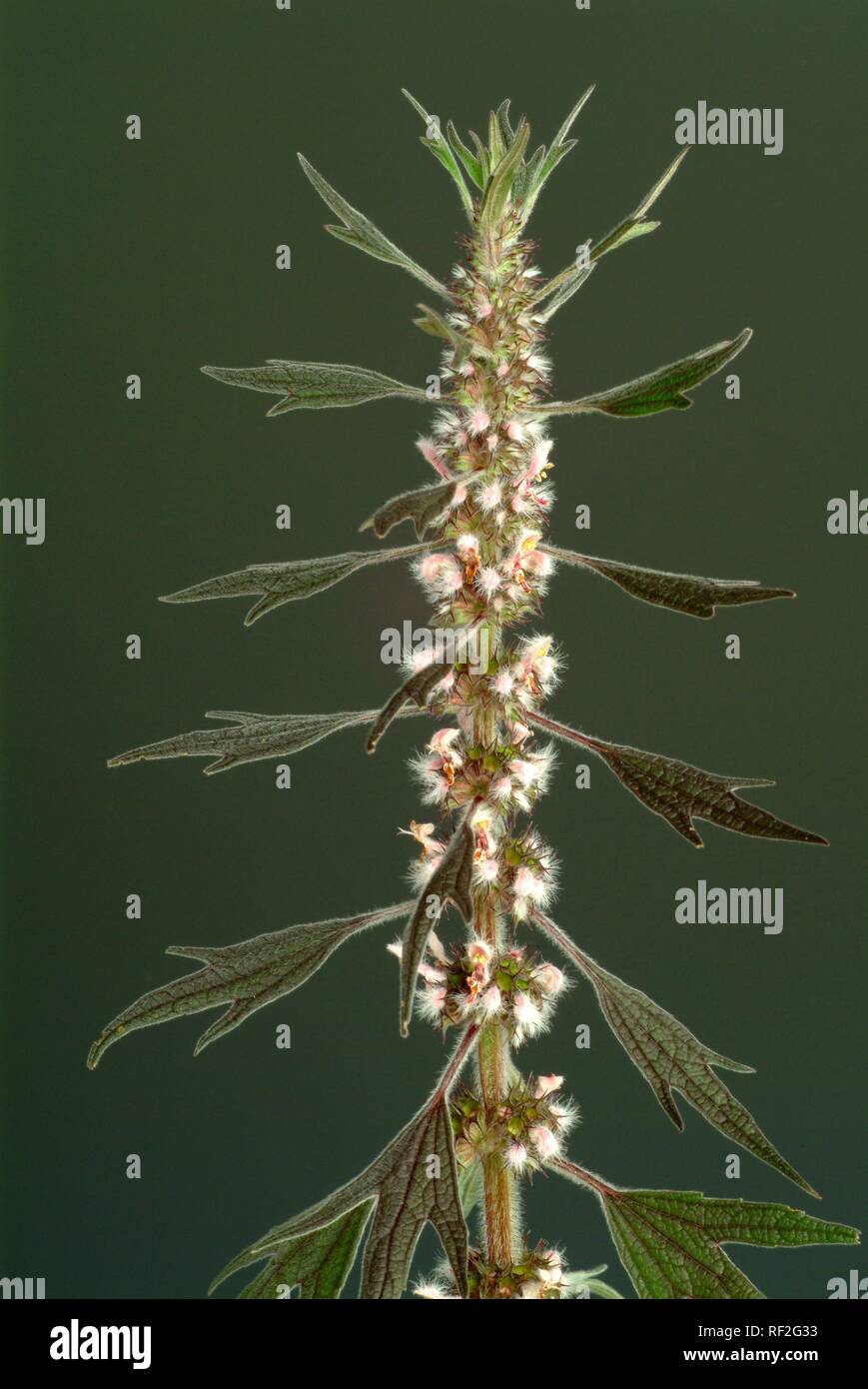 Motherwort, millepertuis, l'oreille du Lion ou queue du Lion (Leonurus cardiaca), k Banque D'Images