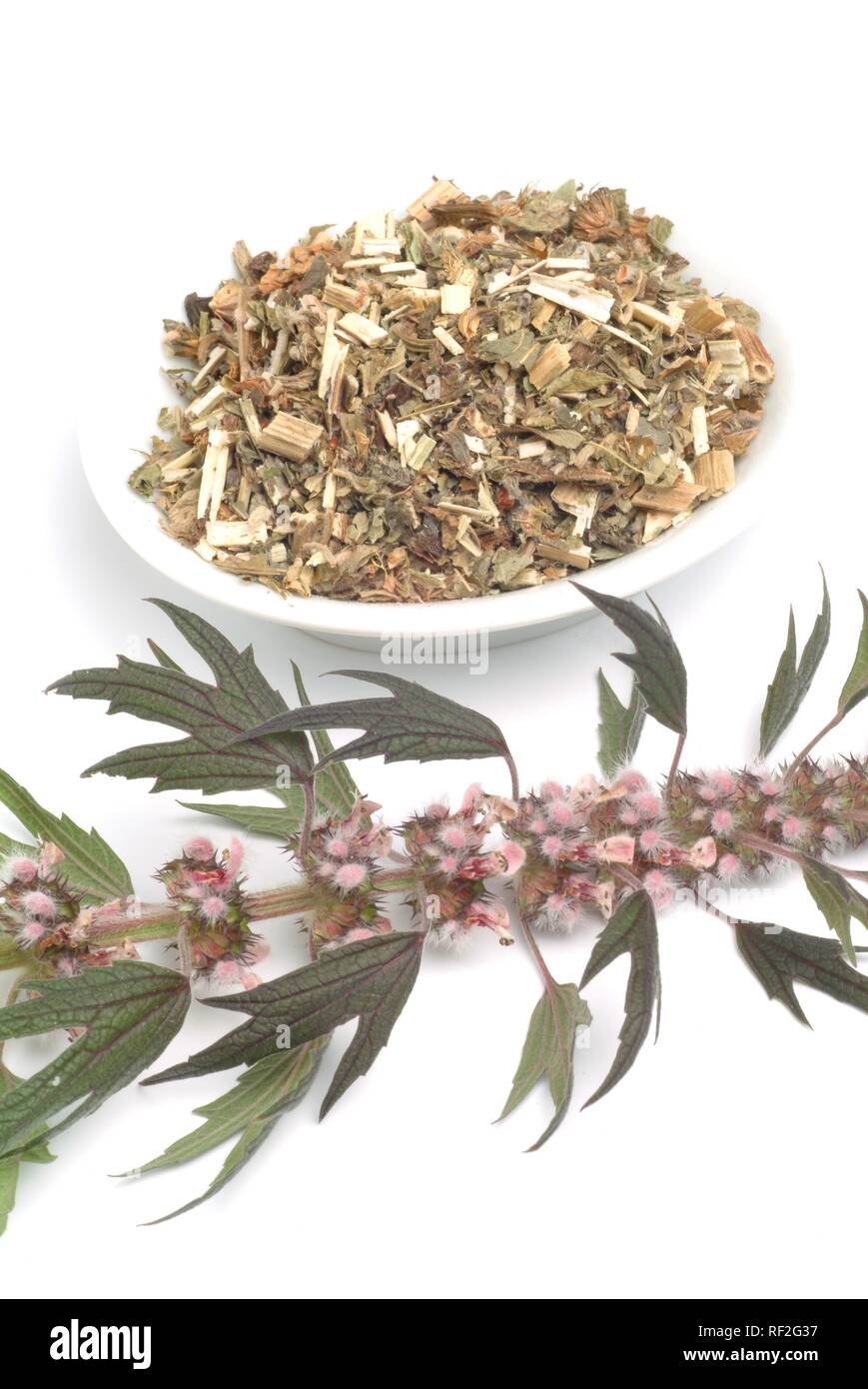 Motherwort, millepertuis, l'oreille du Lion ou queue du Lion (Leonurus cardiaca), fleurs, herbes séchées, des herbes médicinales Banque D'Images