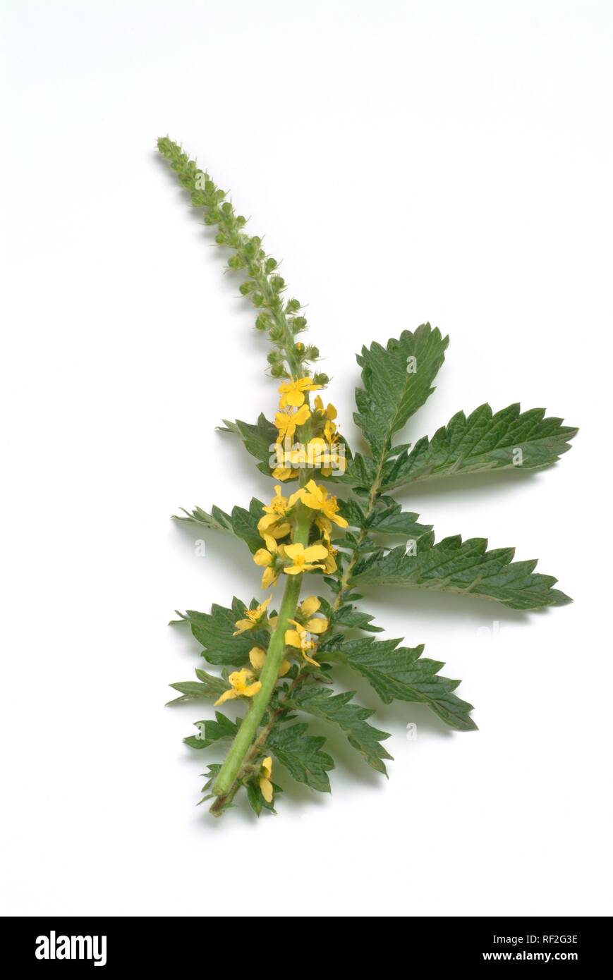 Aigremoine commune, Clochers ou Sticklewort (Agrimonia eupatoria), k Banque D'Images