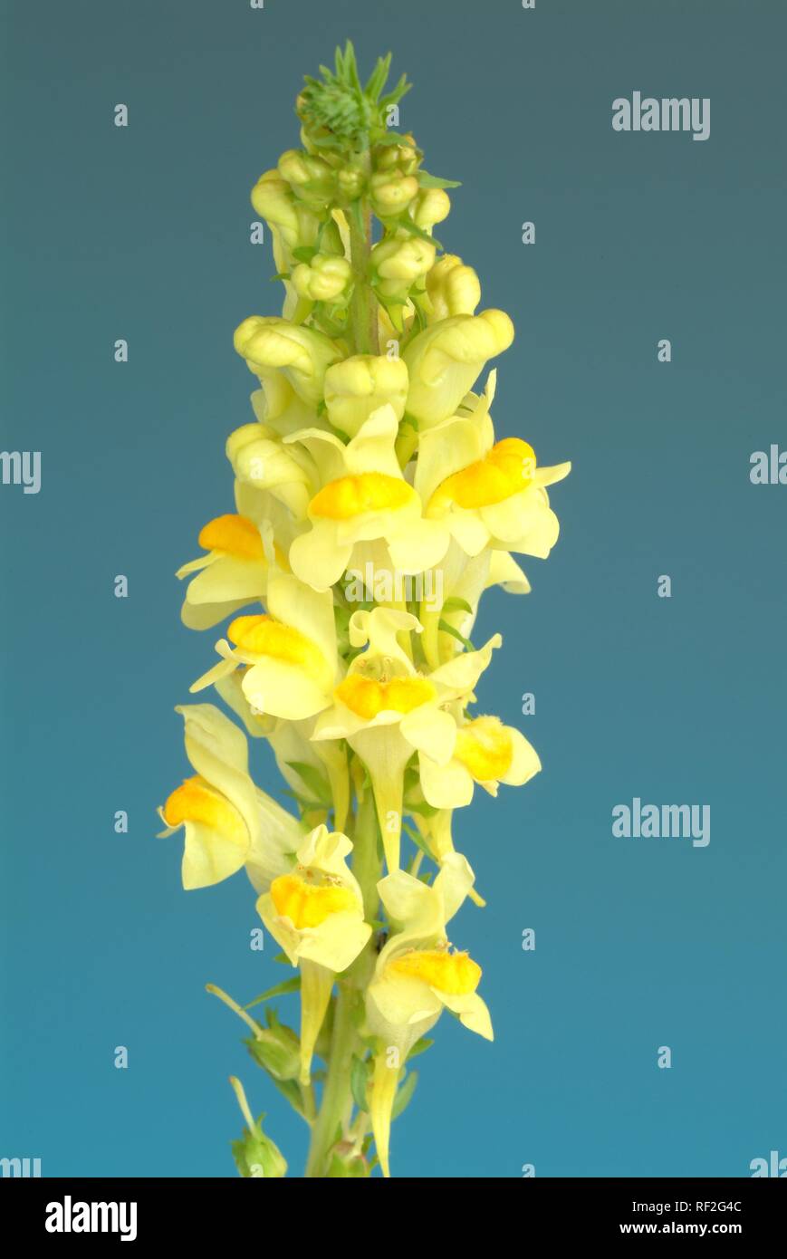 Linaire commune (Linaria vulgaris), k Banque D'Images