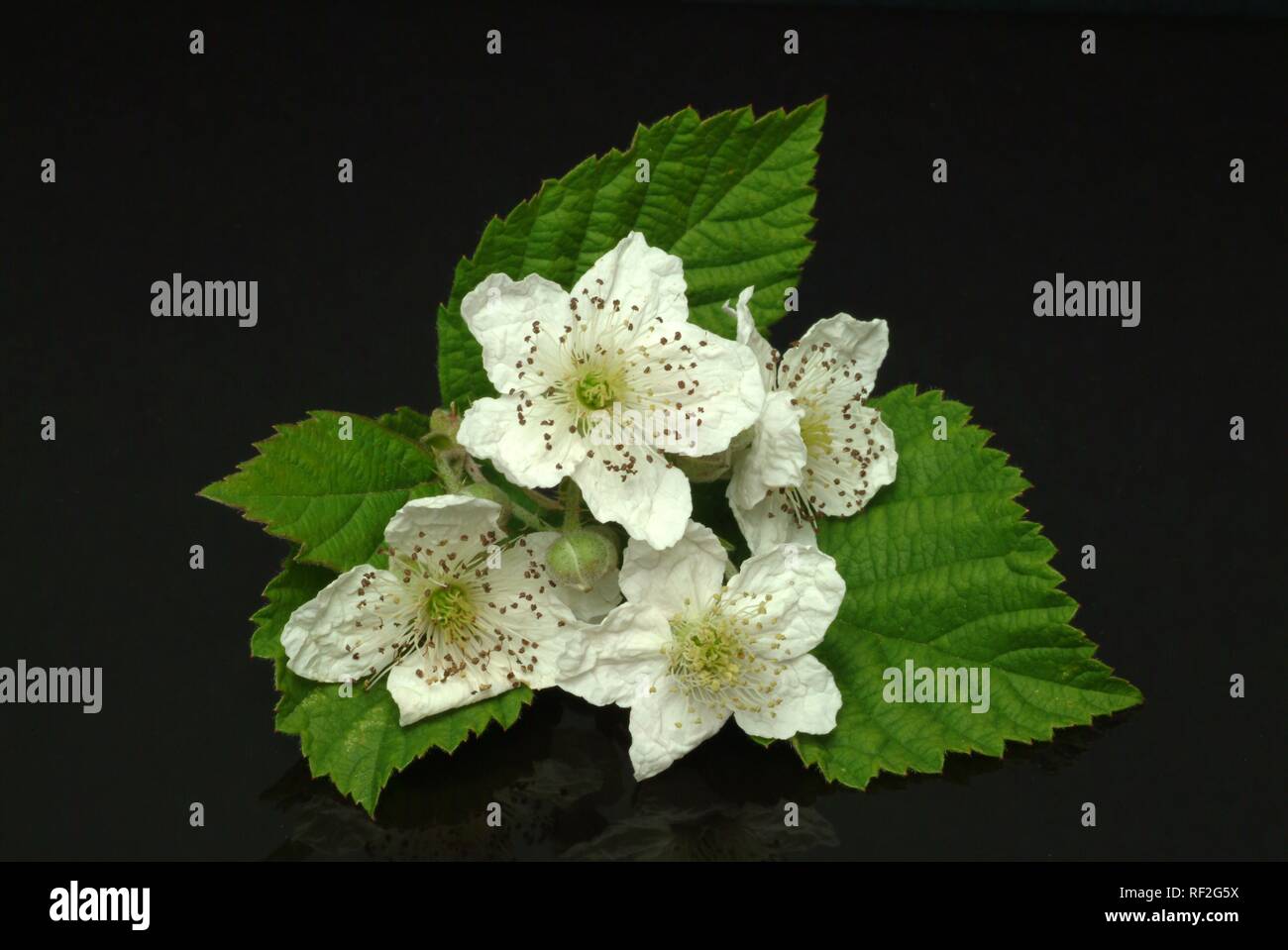 Myrtille, fleur de myrtilles (Vaccinium myrtillus), fleurs, plantes médicinales Banque D'Images