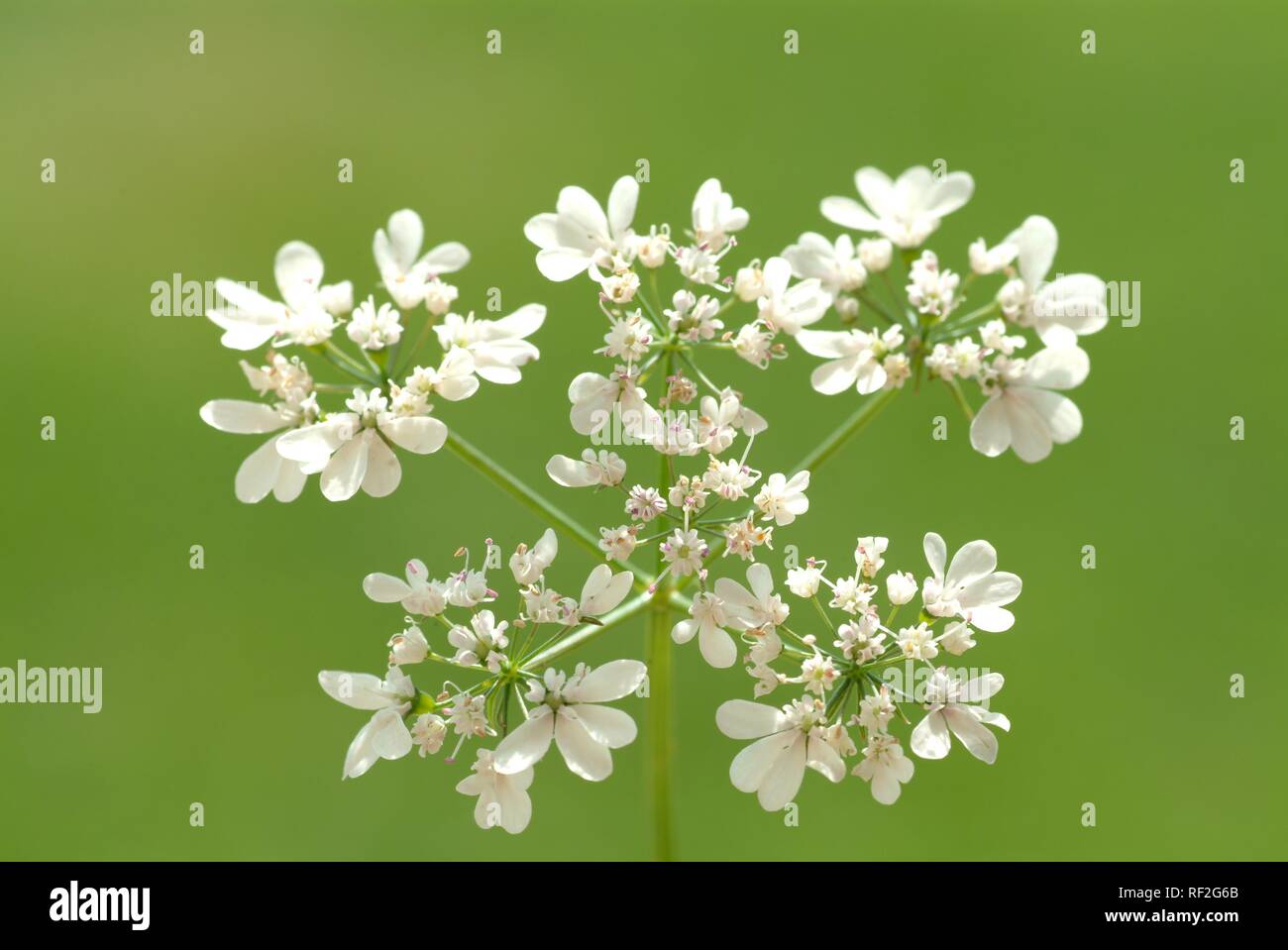La coriandre ou de coriandre (Coriandrum sativum) les fleurs, les épices, plantes médicinales Banque D'Images