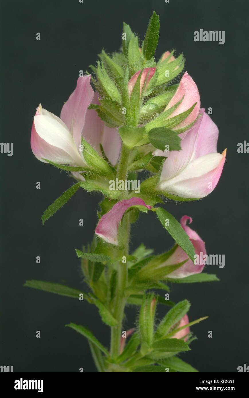 L'Restharrow Ononis spinosa (plantes médicinales), Banque D'Images
