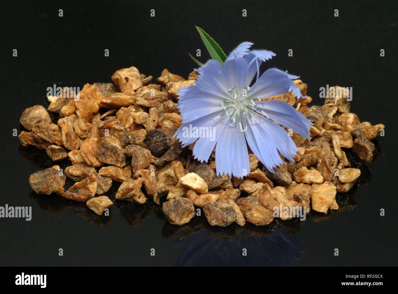 Chicorée commune ou bleu marins ou Succory (Cichorium intybus), plante médicinale Banque D'Images