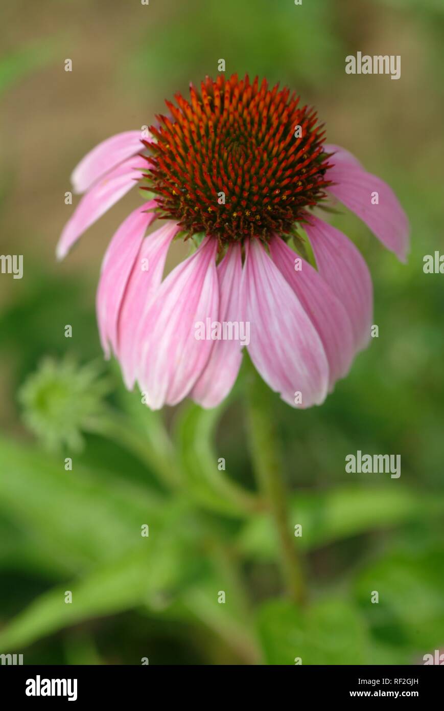 L'Est de l'échinacée (Echinacea purpurea), plan médicinales Banque D'Images