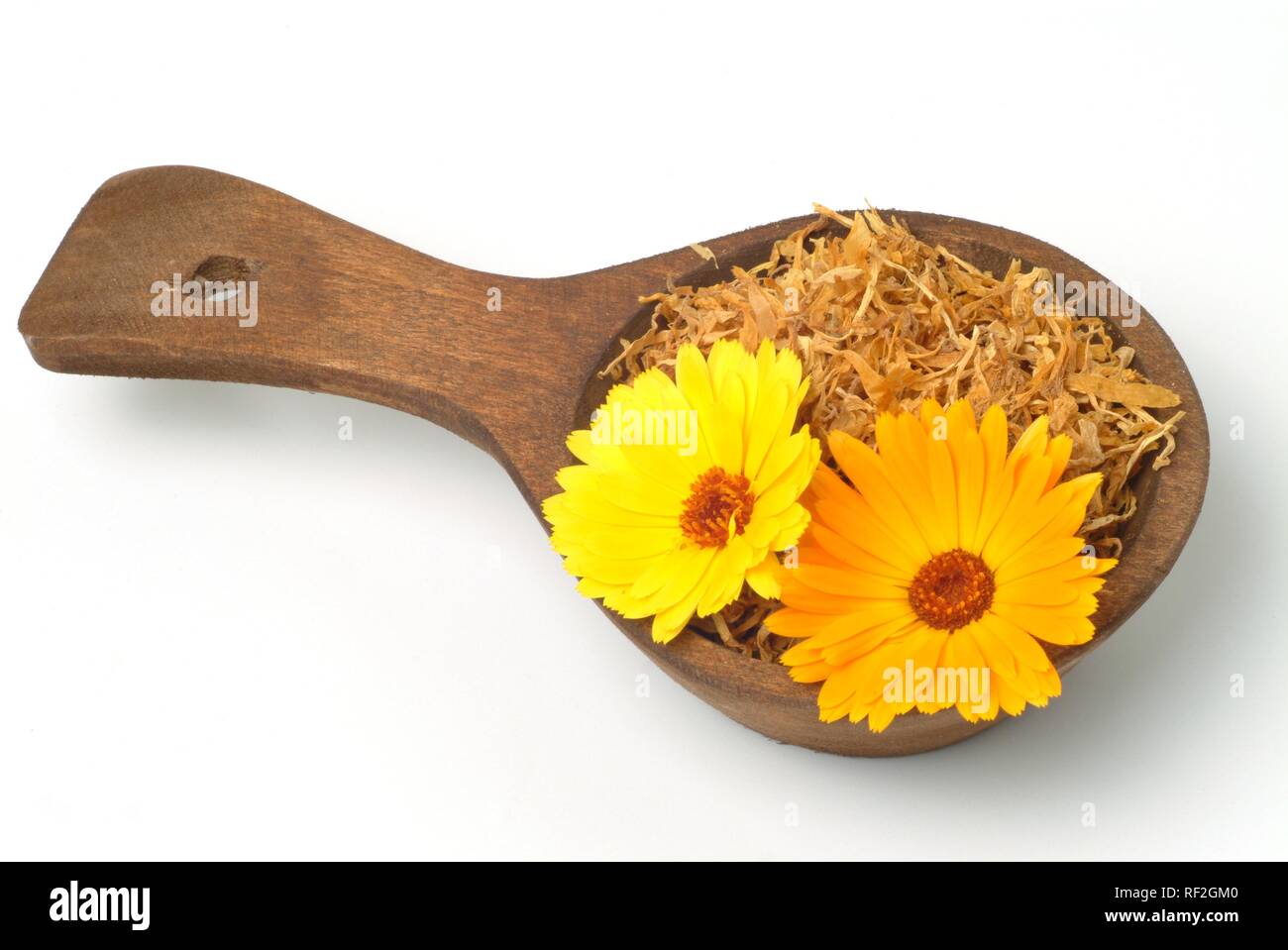 Fruits frais et secs de souci ou de l'anglais Marigold (Calendula officinalis) Les fleurs, les plantes médicinales Banque D'Images