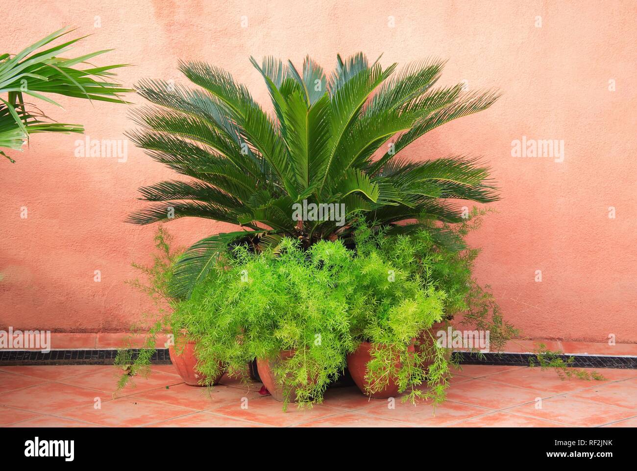 Plantes en pot en face d'un mur rose et idyllique, vivant à La Havane, Cuba, Caraïbes Banque D'Images