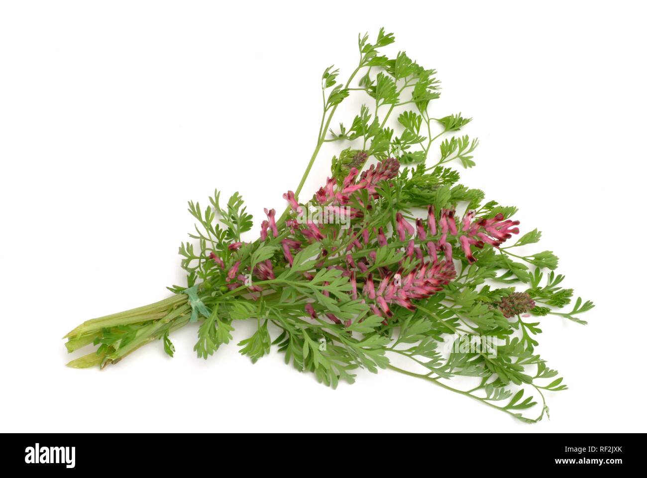 La fumée de la terre ou de fumeterre (Fumaria officinalis), plante médicinale Banque D'Images