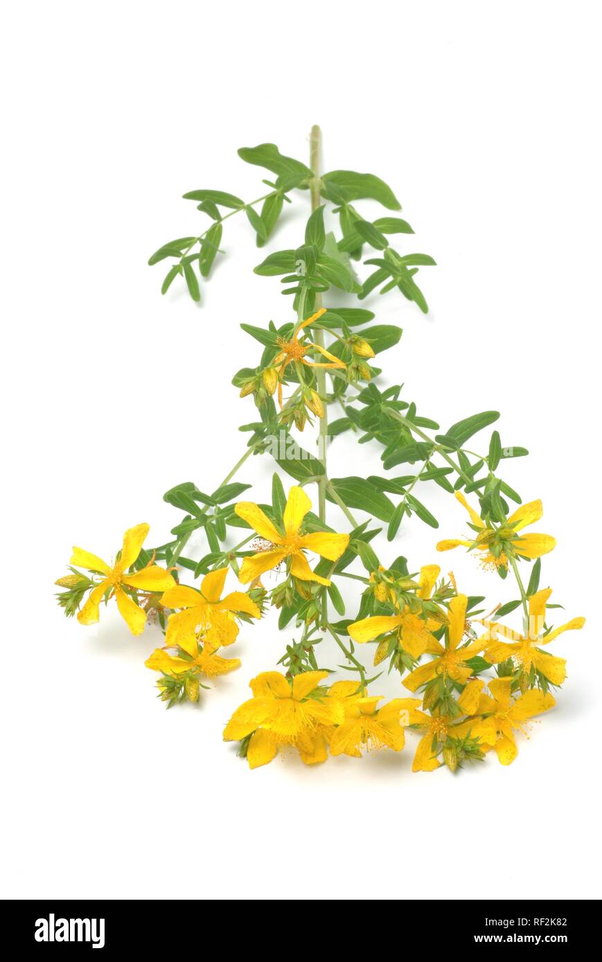 Le millepertuis (Hypericum perforatum), plante médicinale, Herb Banque D'Images