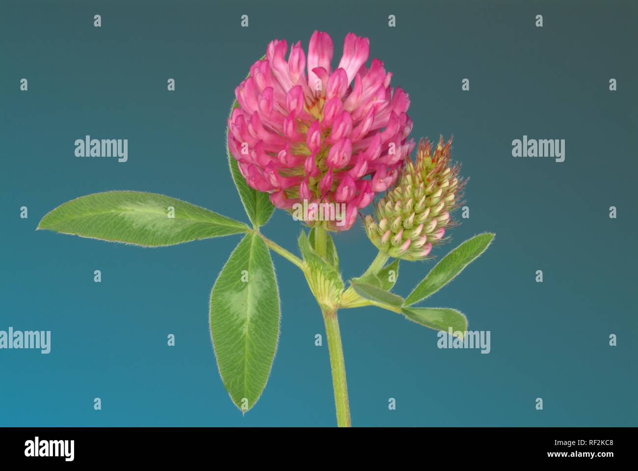 Le trèfle rouge (Trifolium pratense), plante médicinale Banque D'Images
