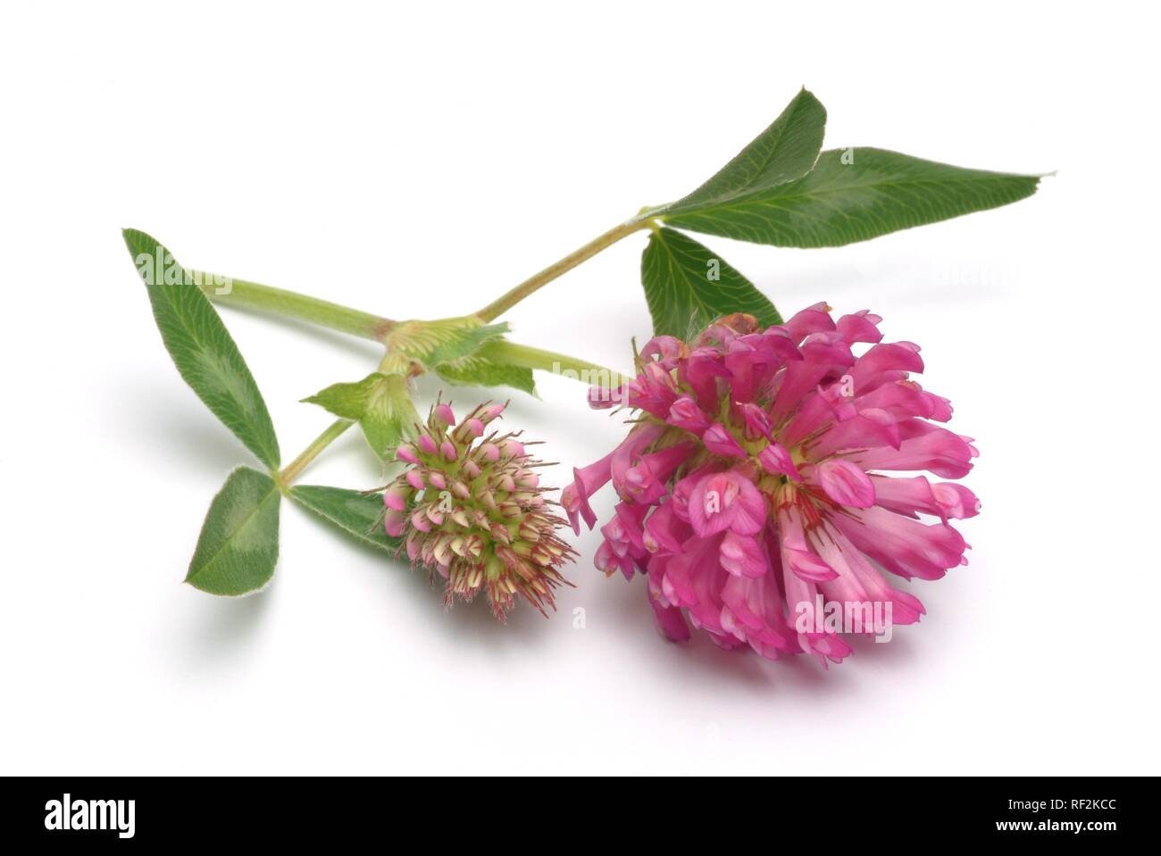 Le trèfle rouge (Trifolium pratense), plante médicinale Banque D'Images