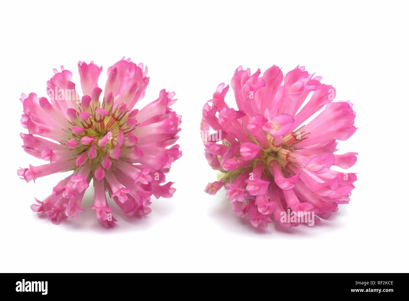 Le trèfle rouge (Trifolium pratense), plante médicinale Banque D'Images