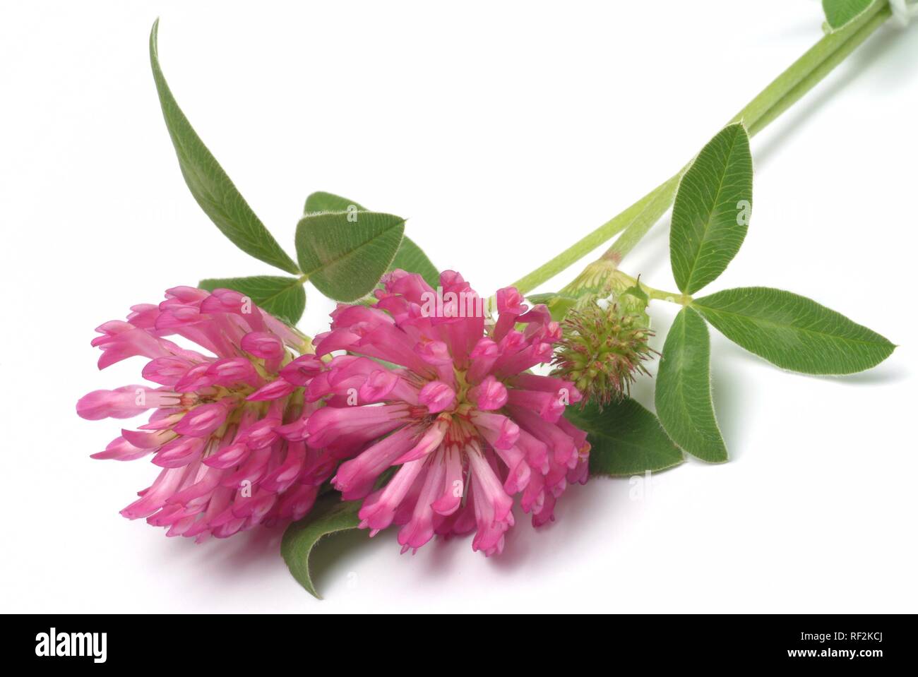 Le trèfle rouge (Trifolium pratense), plante médicinale Banque D'Images