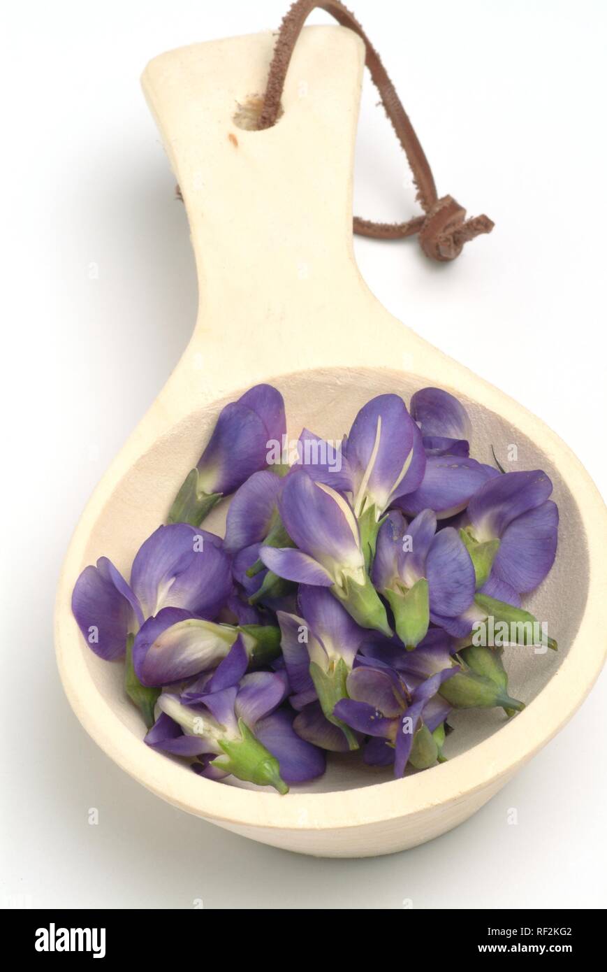 Sauvage bleu indigo, bleu indigo Baptisia australis (faux), plante médicinale, des pétales dans une cuillère de mesure Banque D'Images