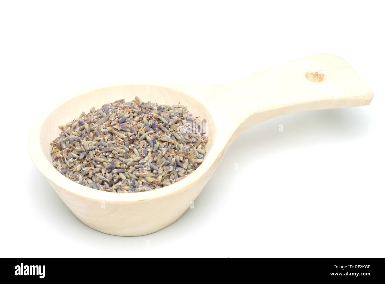 La lavande (Lavandula angustifolia, Lavandula officinalis, Lavandula vulgaris), plante médicinale, s'épanouit dans une cuillère de mesure Banque D'Images
