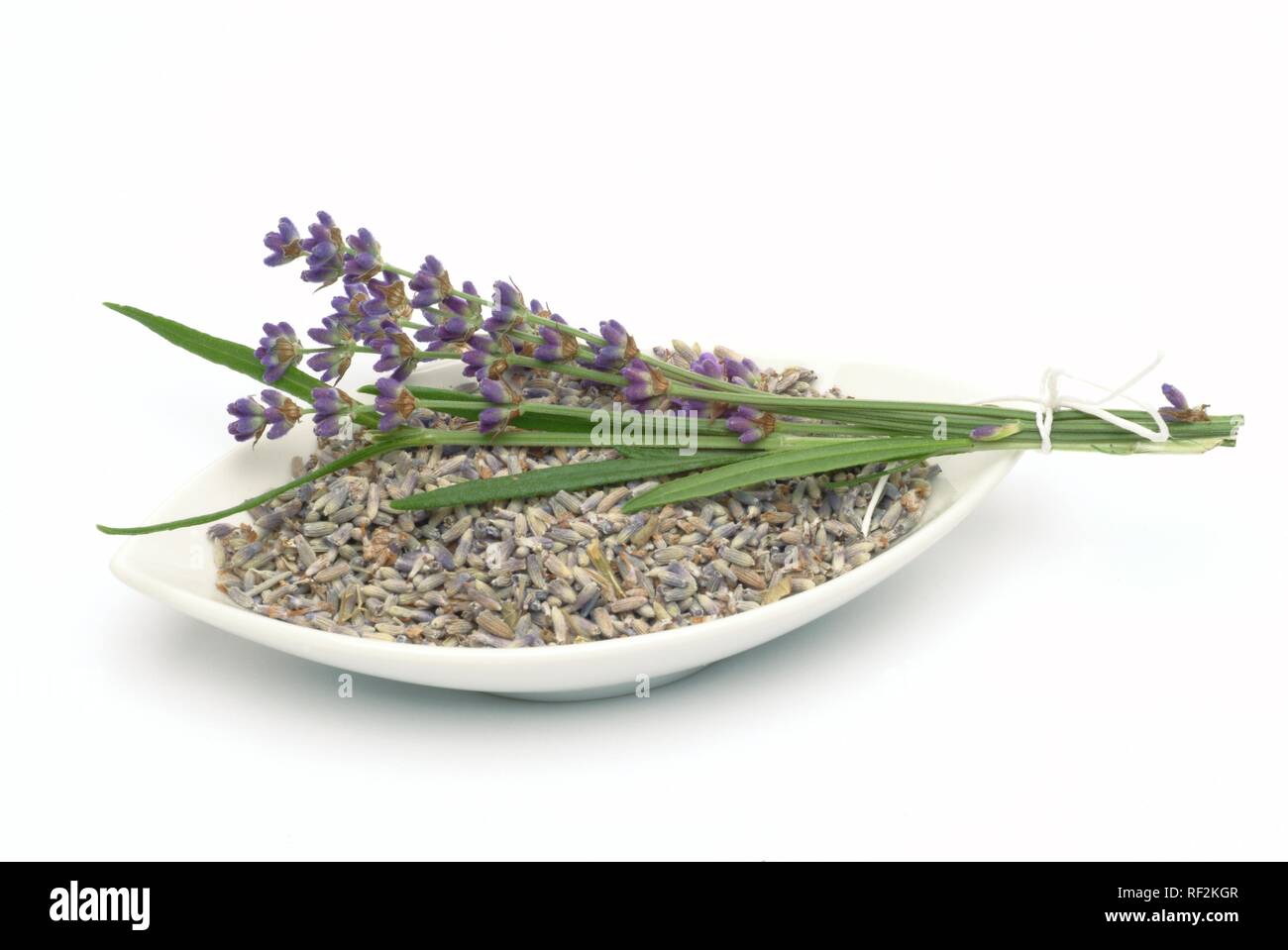 La lavande (Lavandula angustifolia, Lavandula officinalis, Lavandula vulgaris), plante médicinale Banque D'Images