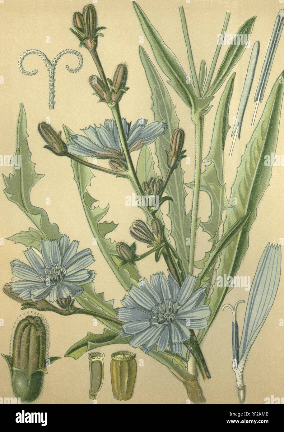 Chicorée commune, Succory ou marins bleu (Cichorium intybus), plante médicinale, datée de 1880 chromolithographie historique Banque D'Images