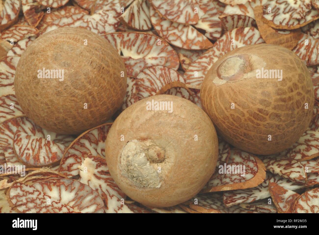 Tranchés et ensemble de noix de bétel, des noix de bétel (Areca catechu palmier), plante médicinale Banque D'Images