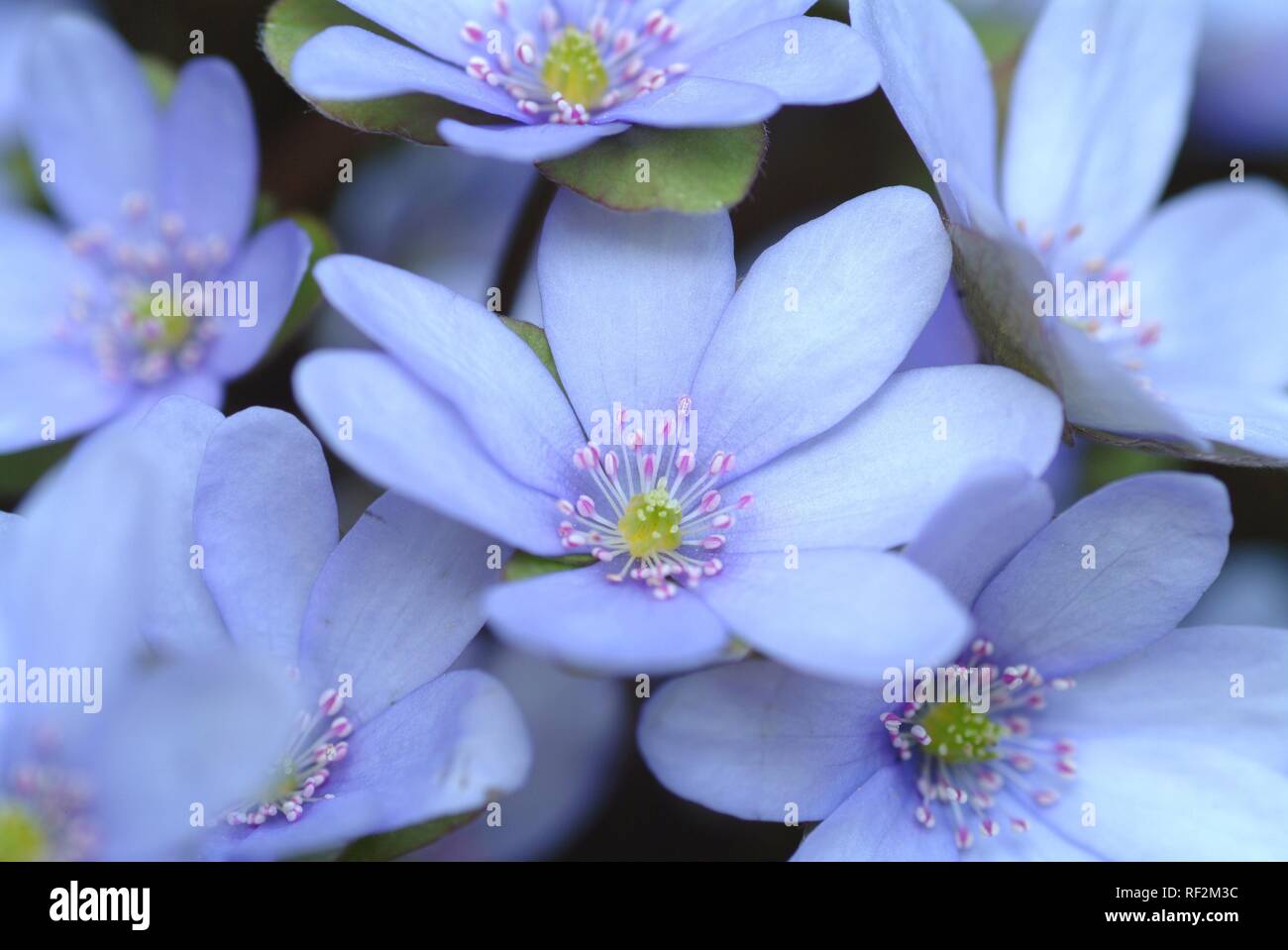 Kidneywort, hépatique ou ombelle fleurs (Hepatica nobilis, anemone hepatica), plante médicinale Banque D'Images