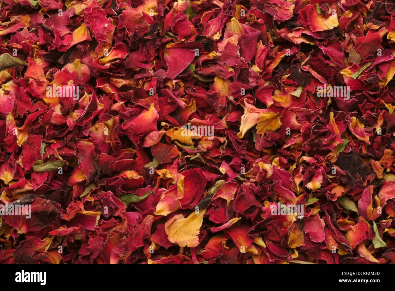 Pétales de rose séchées (Rosa spp.) Banque D'Images