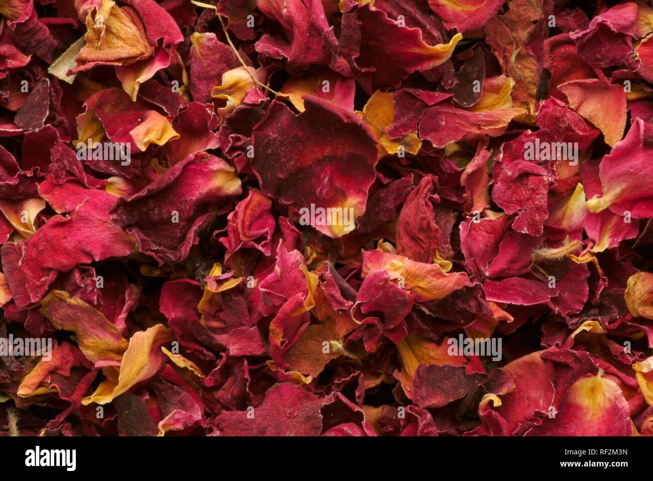 Pétales de rose séchées (Rosa spp.) Banque D'Images