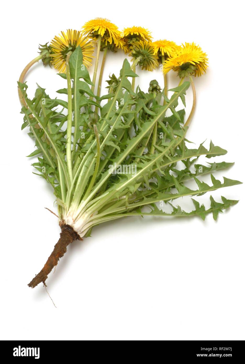 Le pissenlit (Taraxum officinale, Leontodon officinale), plante médicinale Banque D'Images
