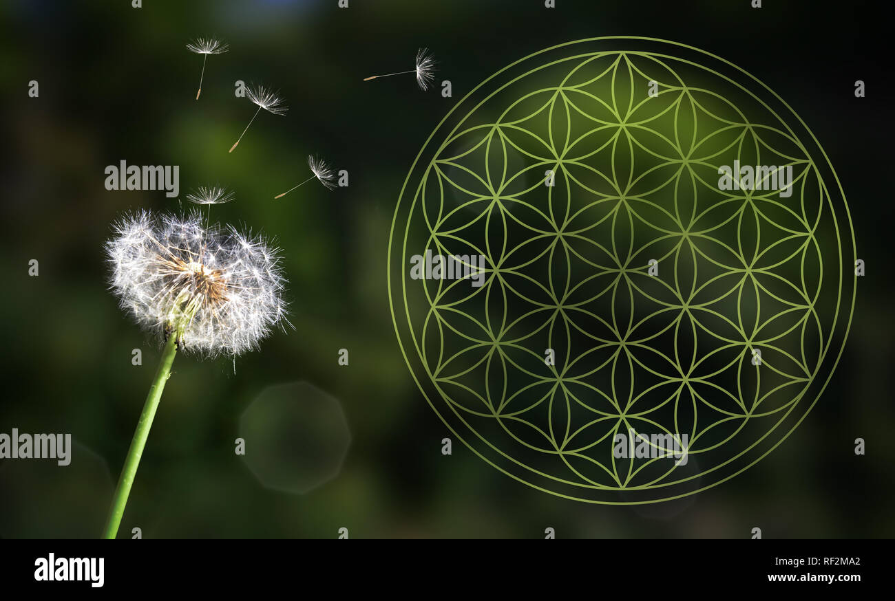 La durée de vie de la fleur de vie Fleur de vie l'énergie de pissenlit nature ornement Banque D'Images La durée de vie de la fleur de vie Fleur de vie l'énergie de pissenlit nature ornement Banque D'Images