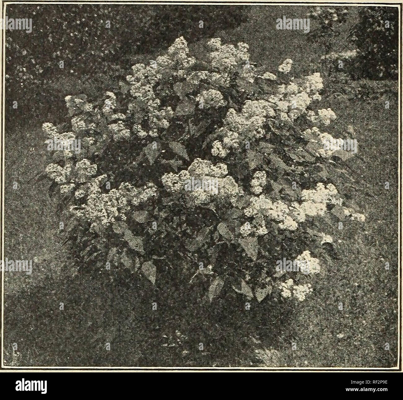 . Catalogue de petits fruits roses vivaces, arbustes, plantes grimpantes, dahlias, plantes de couverture, les arbres à feuilles persistantes, jardin racines, etc. avec des illustrations et des commentaires. Catalogues Catalogues baies ; fleurs ; plantes ; horticulture ; Catalogues Catalogues Catalogues Catalogues vivaces ; fruits ; catalogues d'arbustes ; catalogues commerciaux New Jersey peu d'argent. SYRINGA. Wc.. Syringa Villosa. PEBSI€A. Je perse^ilaC.-Un gracieux yery arbuste à branches minces qui produisent de jolies panicules de fleurs violet clair à profusion. 2 à 3 pieds, chaque, 25c. TILLOSA.-une espèce distincte et très précieux du Japon. A beautifu Banque D'Images