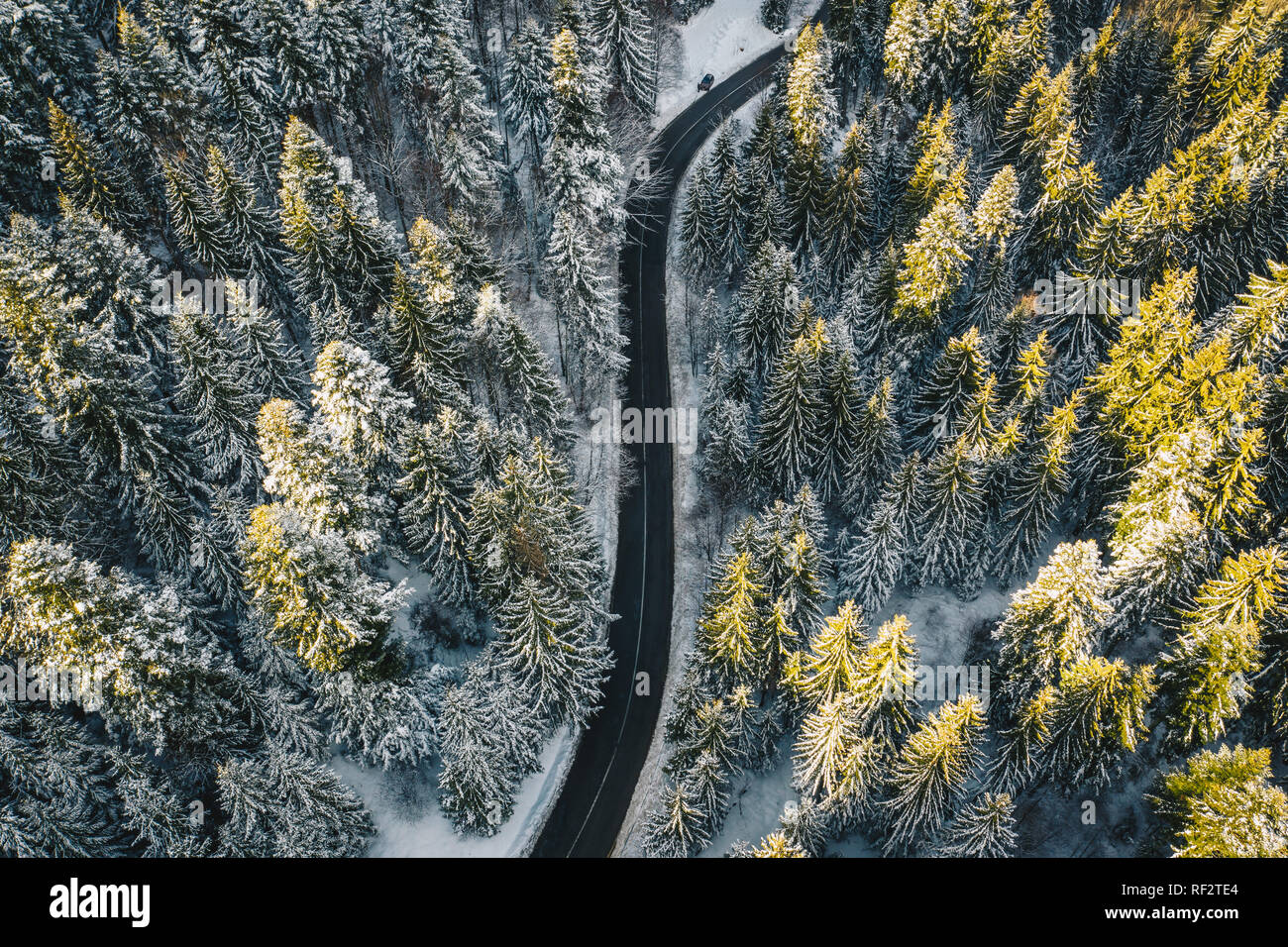 Forêt enneigée avec road Banque D'Images