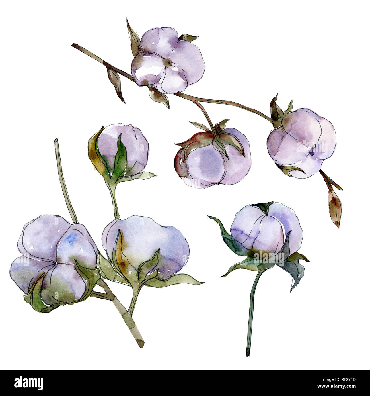 Fleurs De Coton Fleur Botanique Lame De Ressort Sauvages
