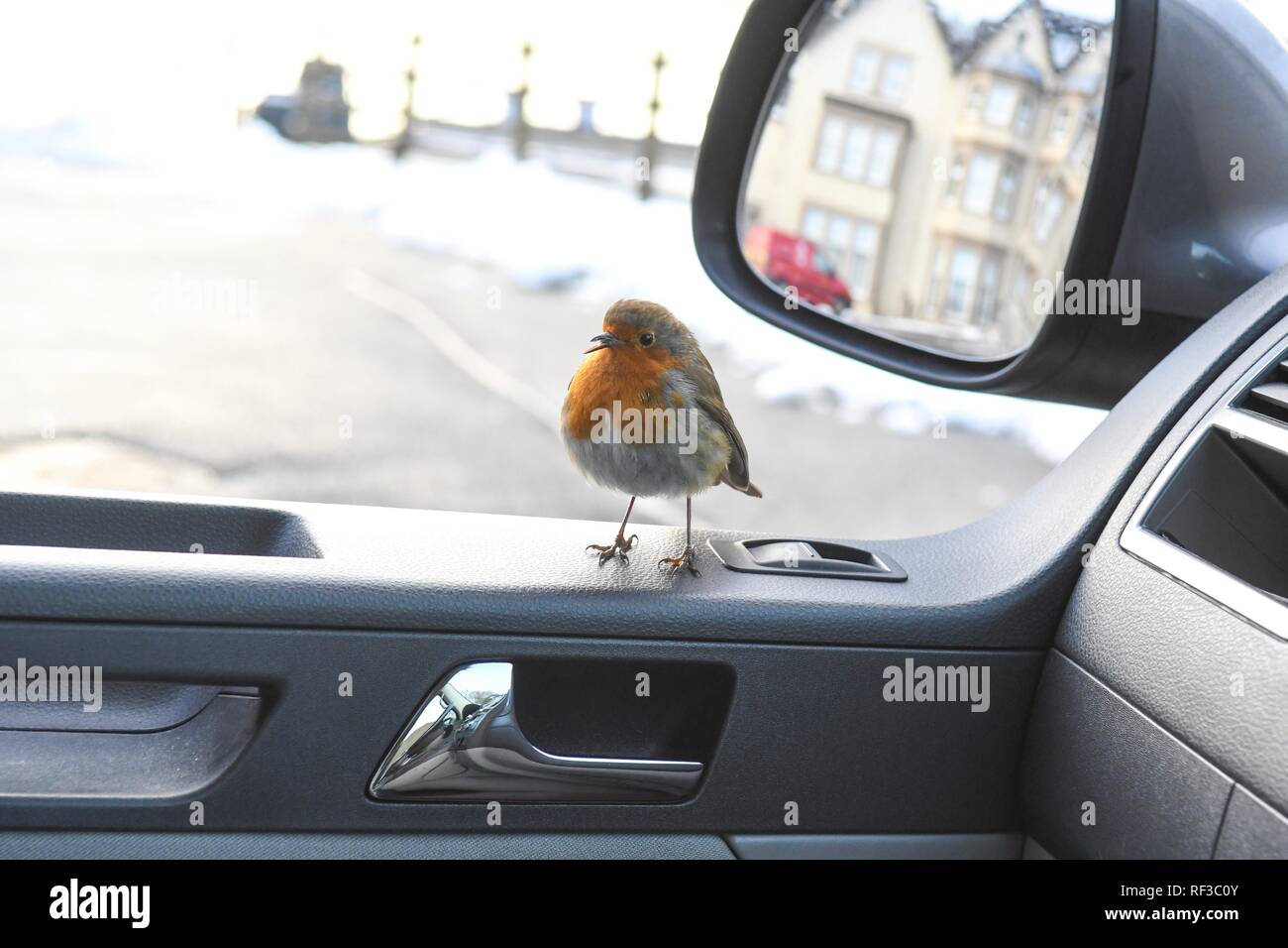 Le Loch Lomond, Ecosse, Royaume-Uni. Jan 24, 2019 Royaume-Uni - Météo. un effronté robin le houblon à l'intérieur de camping-car, dans l'espoir d'être nourris par une froide après-midi à Loch Lomond. Le malheureux oiseau a un bec difformes et envahi par ce qui peut faire l'alimentation elle-même plus difficile Crédit : Kay Roxby/Alamy Live News Banque D'Images
