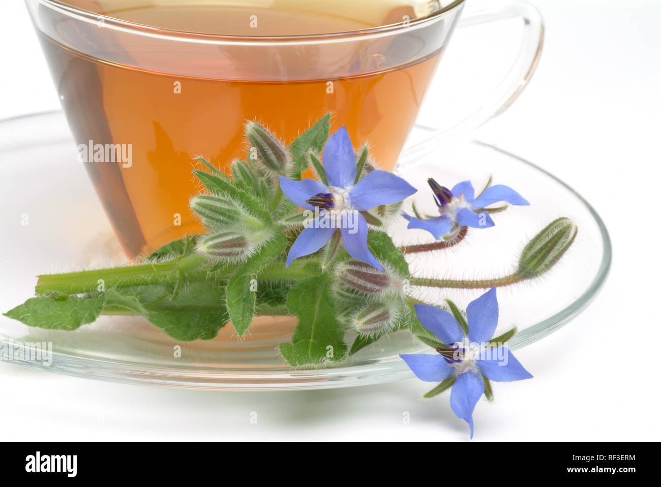La trientale boréale ou bourrache (Borago officinalis) thé médicinal Banque D'Images
