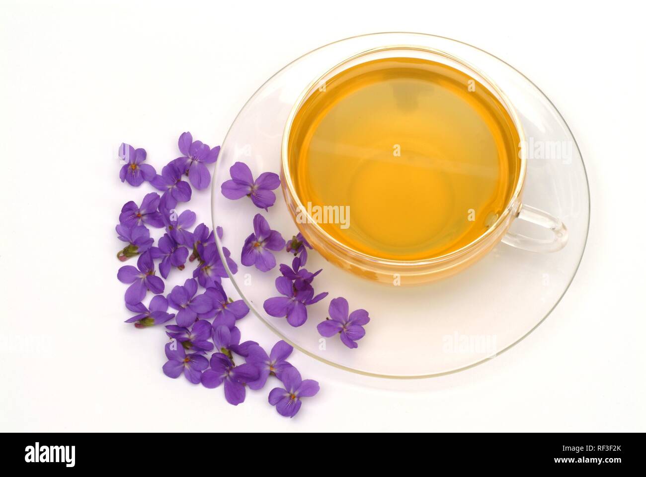 Violette odorante ou Violet commun (Viola odorata), tisane, thé médicinal Banque D'Images