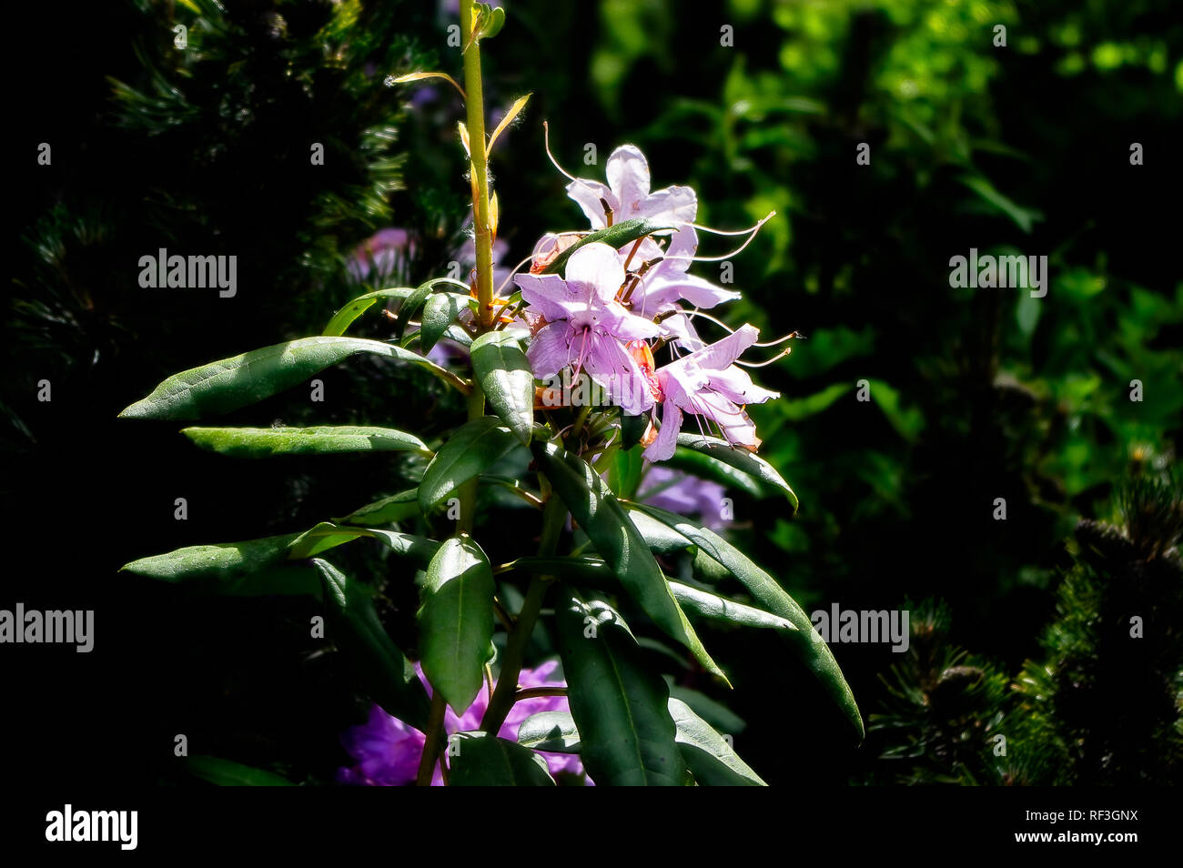 Gros plan d'une fleur pourpre Banque D'Images