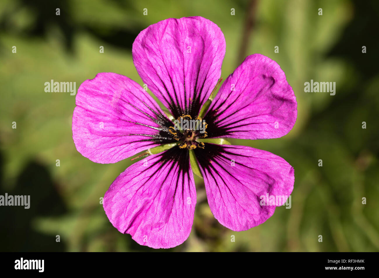 Fleur de géranium Rose Unique Banque D'Images