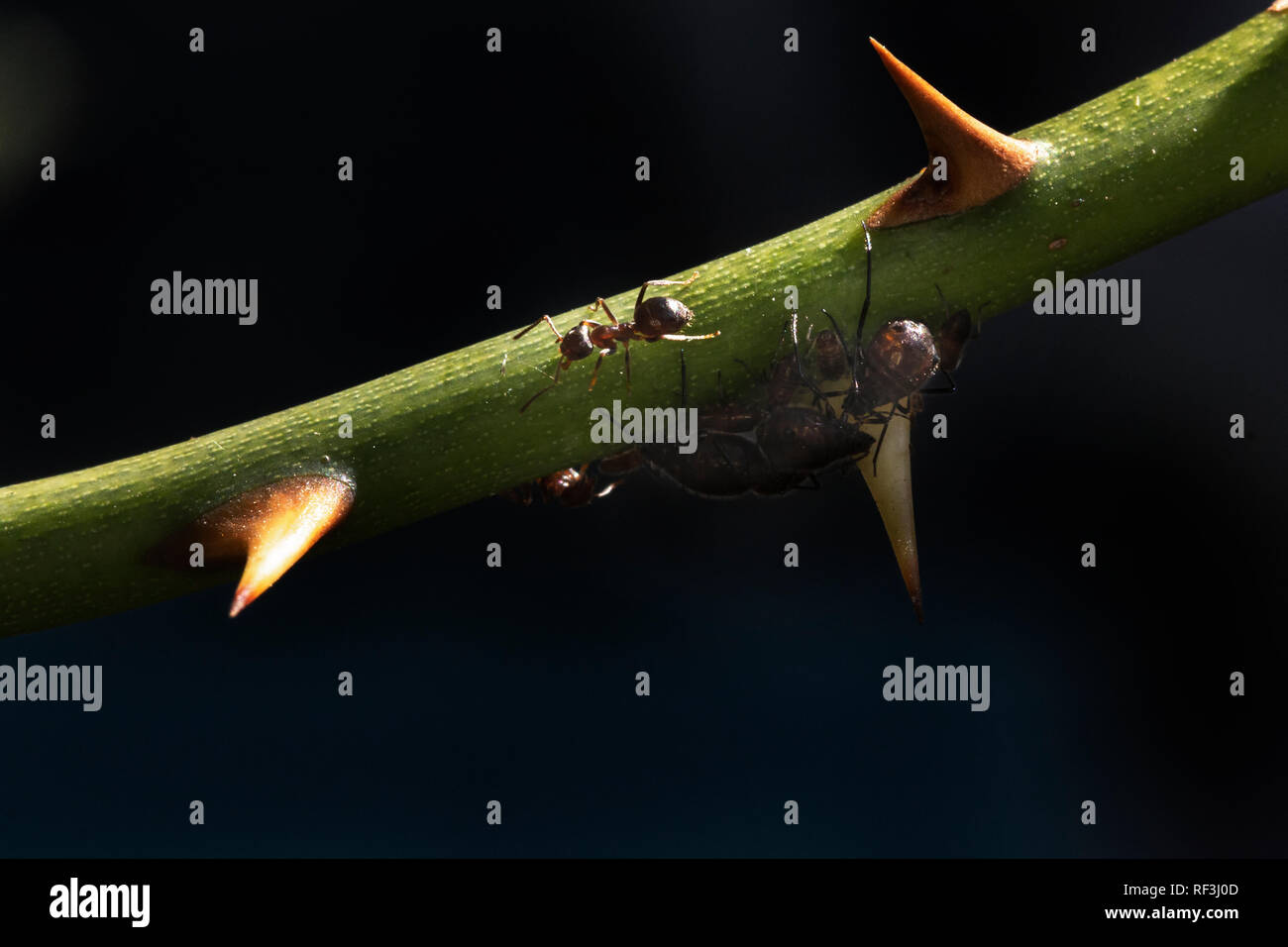 L'alimentation des fourmis on​ les estomacs des pucerons, comme les pucerons se nourrissent de la tige d'une rose Banque D'Images