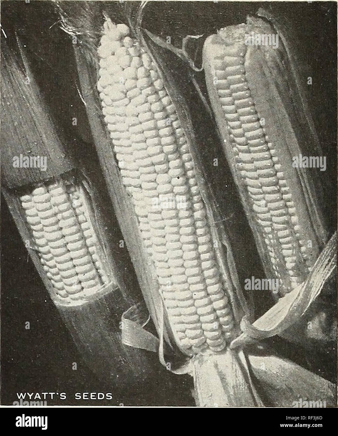 . [Catalogue] : printemps 1962. Pépinières (Horticulture) Caroline du Nord Raleigh catalogues ; pépinière Raleigh en Caroline du Nord Caroline du Nord ; semences Catalogues Catalogues de Raleigh, Caroline du Nord (plantes) Catalogues de Raleigh de Raleigh en Caroline du Nord ; légumes ; Jardinage Catalogues Nort. 243 Aristogold ArkfnnnM^ 74 ^^^»^ ^8 à 10 grands à MriSTOgOia po, jaune d'épis de maïs Sucre délicieusement doux 16 à 18 lignes par s/n. Un hybride à haut rendement d'énergie produisant de grandes cultures pour les producteurs commerciaux qui apprécient sa haute qualit.c. rendement et la résistance à l'ear-ver et charbon. 88 jours. Pkt. Banque D'Images