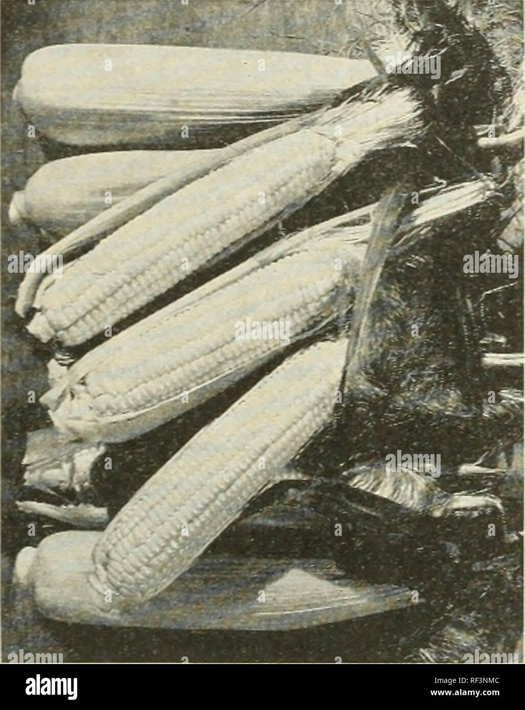 . Catalogue 1963. L'industrie des semences et les catalogues commerciaux ; catalogues ; Graines Graines Graines fruits ; Catalogues Catalogues ; Matériel et fournitures de jardinage ; Catalogues Catalogues de graines de fleurs. GOLDEN BANTAM BANTAM Maïs sucre : ARJSTOGOLD-83 jours. Un vrai aristocrate de la douce com hybrides. De plus en plus rapide, permet des rendements exceptionnels, même dans les saisons chaudes, drouthy, parce qu'il se trouve au début de la plantation dans le sol froid et humide. A une grande résistance à l'escarbille et ver de dommages. Branches de 8 à 9 pi. de hauteur et les oreilles très grands avec 12 à 14 lignes. Doux, tendre et délicieux. GOLDEN BANTAM-88 jours. Plus largement connu variété précoce, gro Banque D'Images