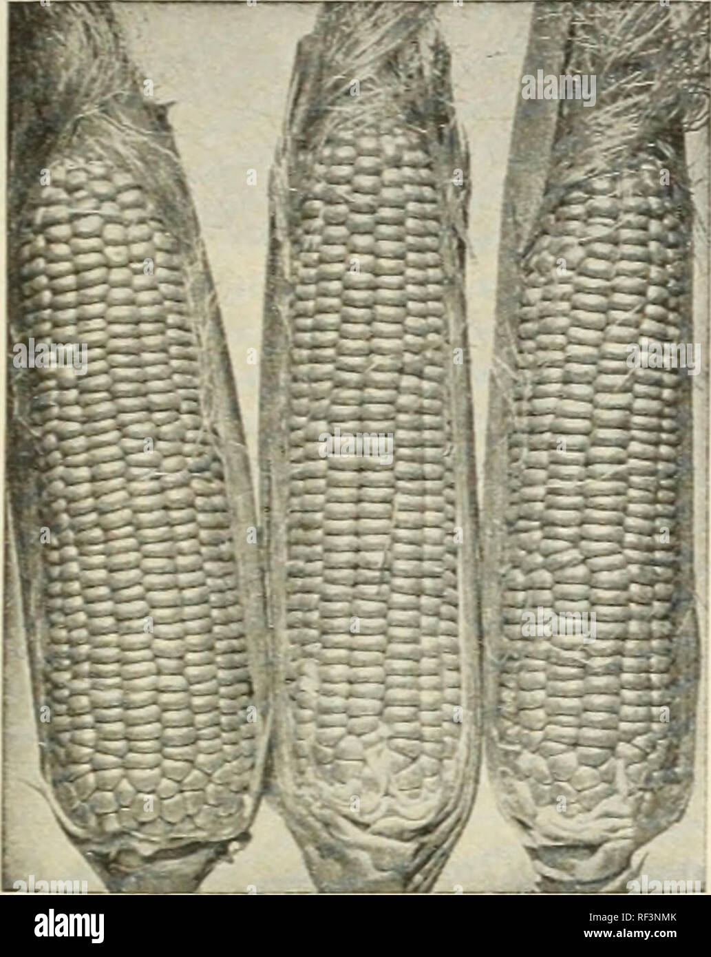 . Catalogue 1963. L'industrie des semences et les catalogues commerciaux ; catalogues ; Graines Graines Graines fruits ; Catalogues Catalogues ; Matériel et fournitures de jardinage ; Catalogues Catalogues de graines de fleurs. Jardin du maïs. GOLDEN BANTAM BANTAM Maïs sucre : ARJSTOGOLD-83 jours. Un vrai aristocrate de la douce com hybrides. De plus en plus rapide, permet des rendements exceptionnels, même dans les saisons chaudes, drouthy, parce qu'il se trouve au début de la plantation dans le sol froid et humide. A une grande résistance à l'escarbille et ver de dommages. Branches de 8 à 9 pi. de hauteur et les oreilles très grands avec 12 à 14 lignes. Doux, tendre et délicieux. GOLDEN BANTAM-88 jours. Plus largement connu début Banque D'Images