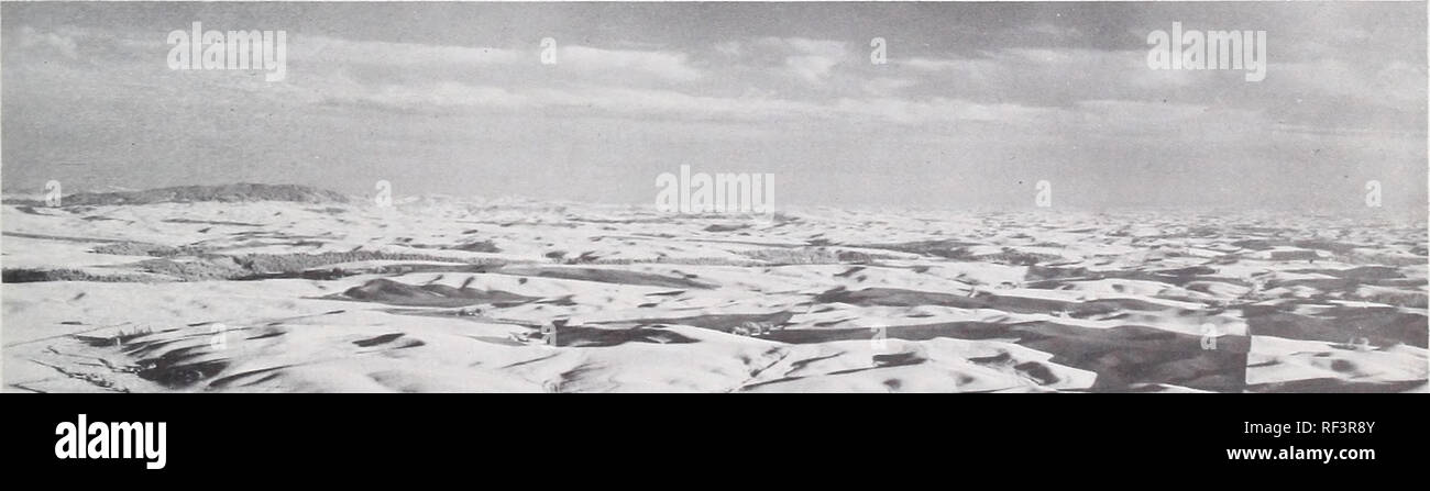 . Végétation de l'Oregon et de Washington. Botanique botanique de l'écologie, de l'Oregon Washington (État) de l'écologie. La figure 15. - Vue générale des terrains érodés canalisée dans le bassin du Columbia de lavage centrale- tonne ; cette zone est caractérisée par de nombreuses chaînes sec- cut en basalte du fleuve Columbia et généralement peu profonds, les sols pierreux (photo gracieuseté de H. W. Smith). ters longtemps dans le sud-est de Washington. Ces documents, déposés durant le pléistocène, est constitué de massifs, de couleur beige limon qui peuvent être plus de 45 mètres d'épaisseur. La Palouse secteur est caractérisé par des collines- plète sans problème (fig. 16) et les sols de la haute Banque D'Images