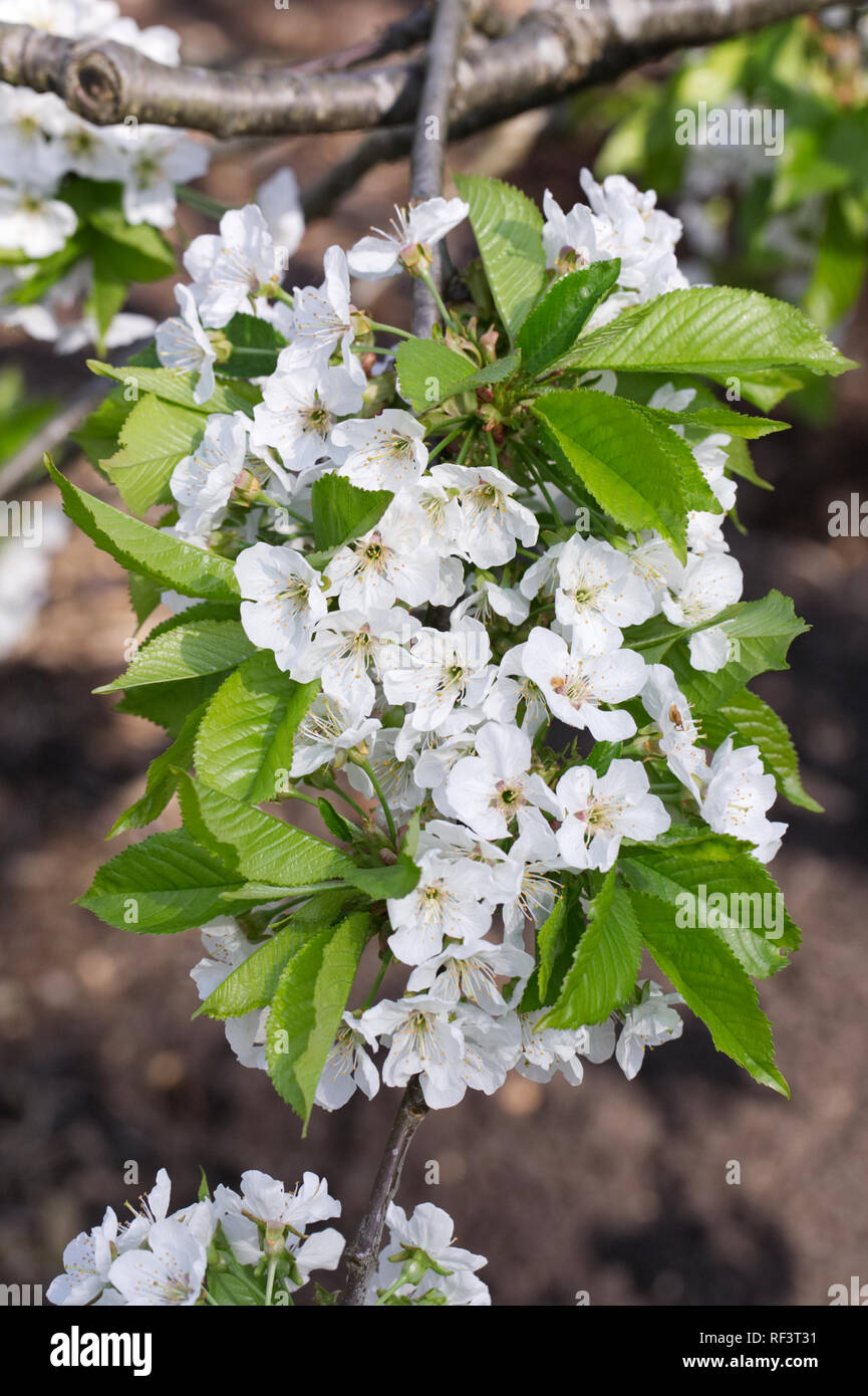 Prunus avium. Sweet Cherry 'Stella' Blossom. Banque D'Images