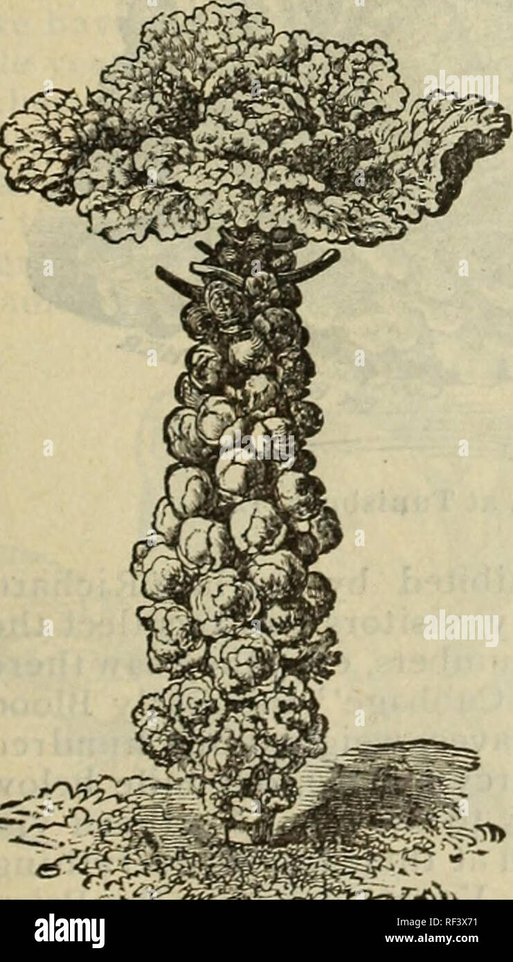 . Jardin almanach et manuel pour les états du sud de la J. Steckler Seed Co., Ltd.. Pépinière en Louisiane New Orleans catalogues ; catalogues ; Graines de légumes graines de fleurs Graines d'herbes ; catalogues ; Catalogues Catalogues de fruits. Lilood Betterave Navet précoce de Chicago. Chou frisé ou bouclé le chou frisé. Choux-vert (Fr.), Gpuener Kohl (All.), Breton (sp.) Les Verts Allemands Nain. Un légume très estimé dans la partie nord de l'Europe, mais très peu cultivé dans ce pays. Il re- cmires frost pour le rendre bon pour la table. Les sanies traités que le chou. Le brocoli. Choux brocolis (Fr.), Spargel-Kohl (All.), Brocu Banque D'Images